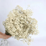 Natural Dried Flowers Gypsophila Paniculata - 40-50cm
