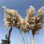 Fluffy Large Pampas Grass Natural Dried Flower - 12Pcs