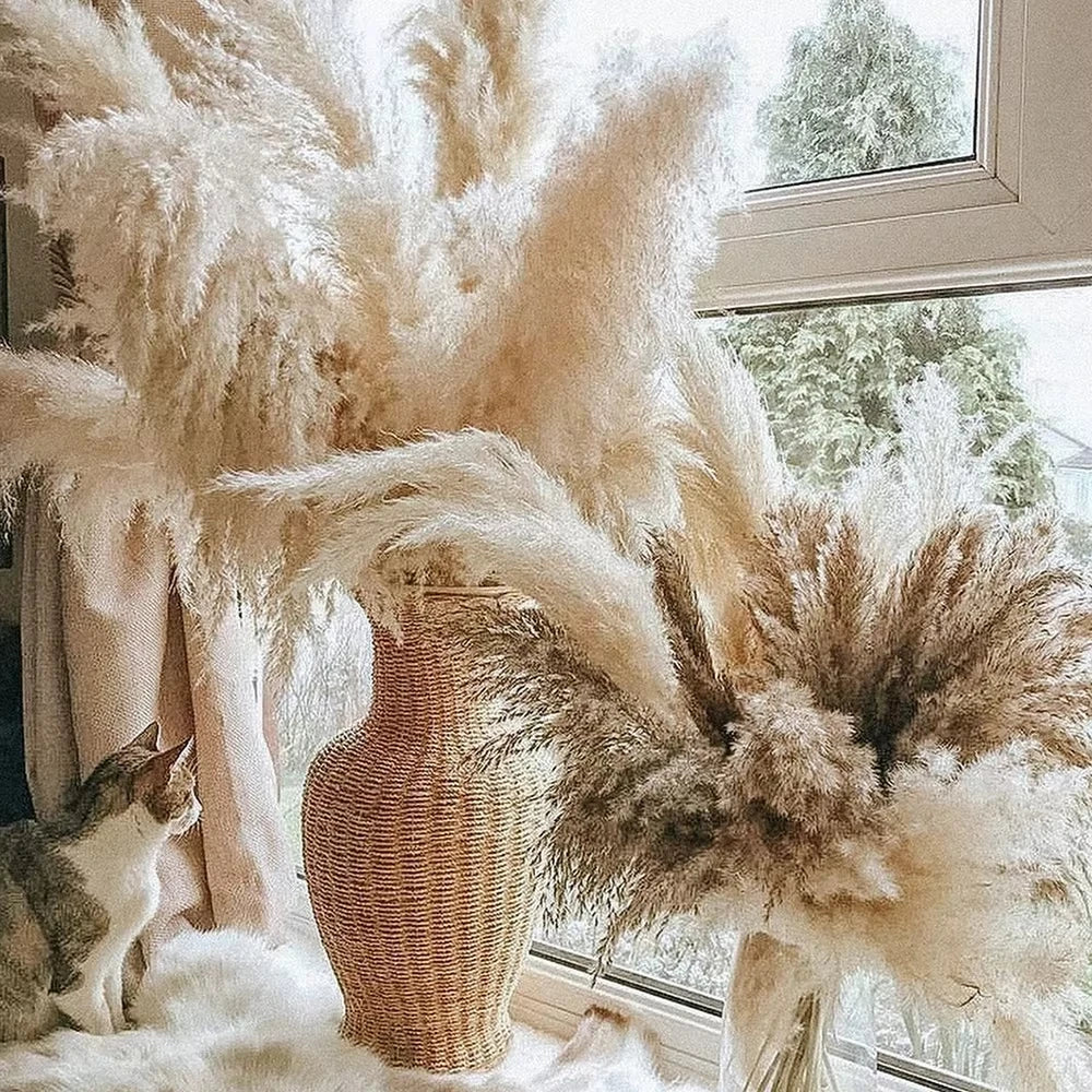 Natural Fluffy Large Dried Pampas Grass - 50-60cm