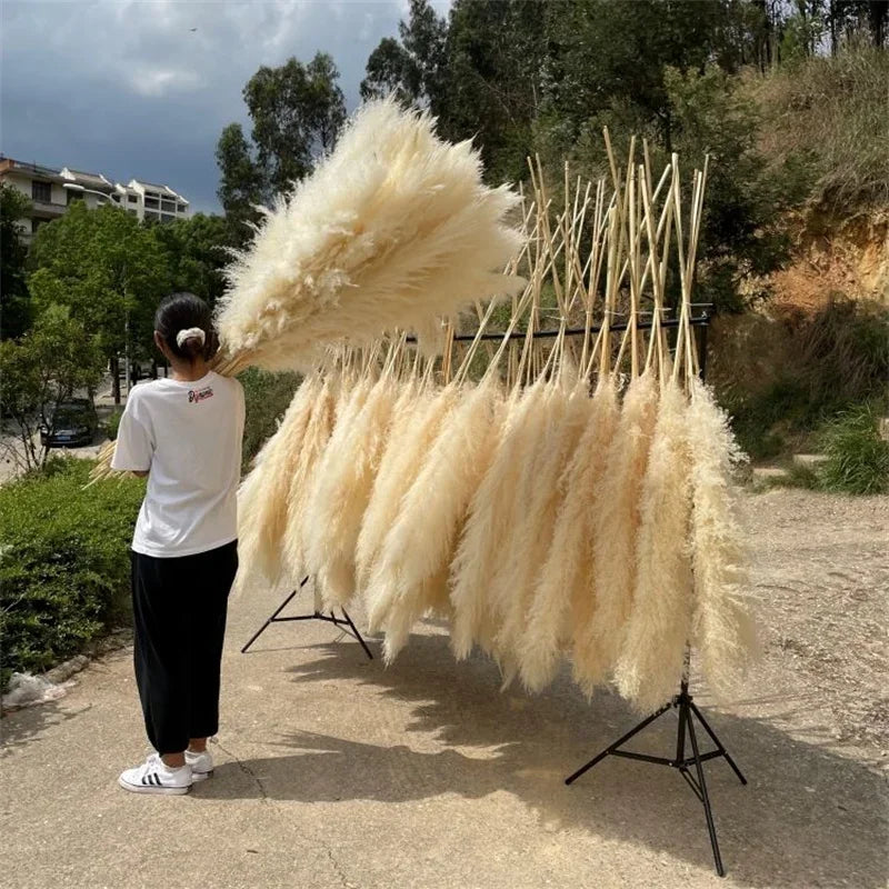 Fluffy Large Pampas Grass Natural Dried Flower - 12Pcs