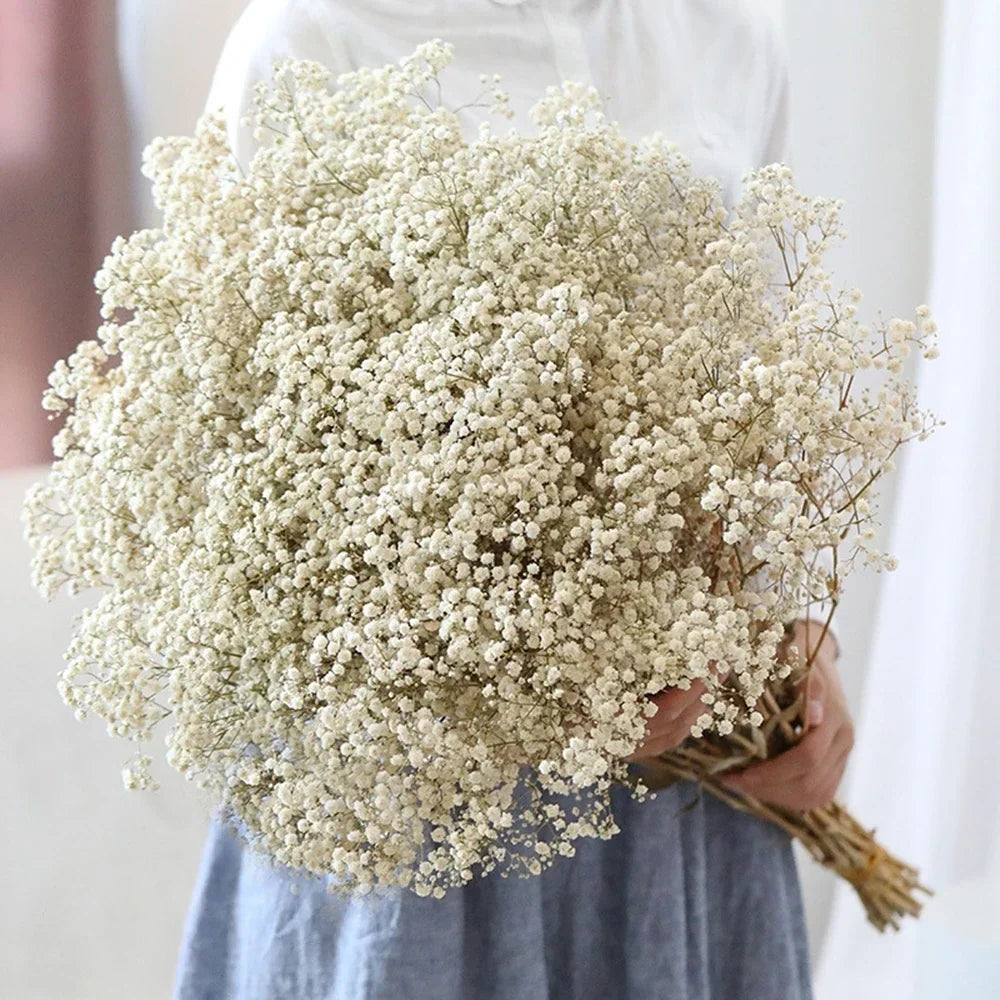Natural Dried Flowers Gypsophila Paniculata - 40-50cm