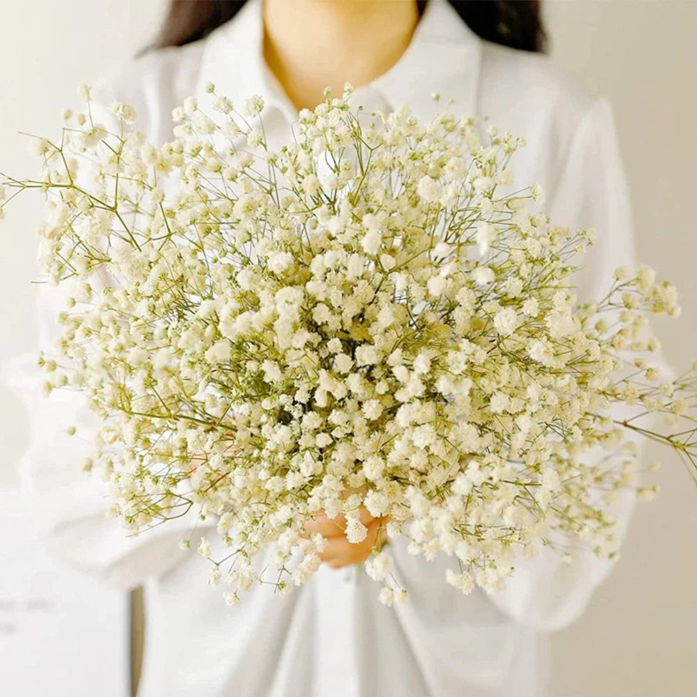 Natural Dried Flowers Gypsophila Paniculata - 40-50cm